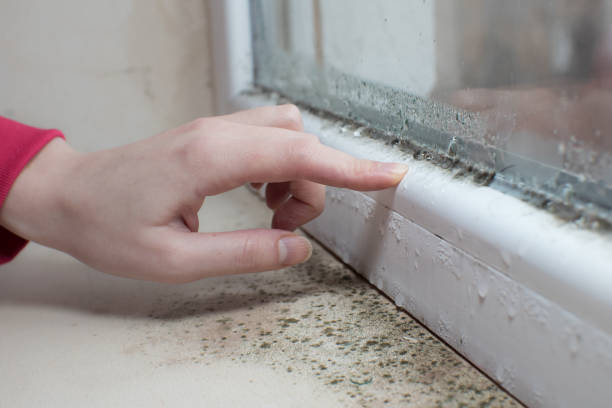 Mold Documentation for Insurance Claims in Poinciana, FL