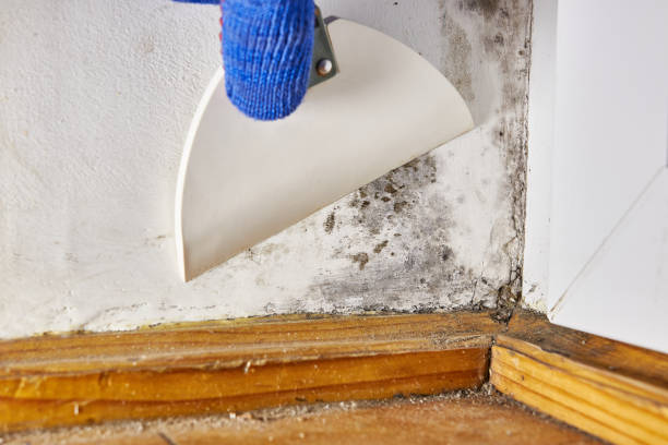 Best Mold Odor Removal Services  in Poinciana, FL