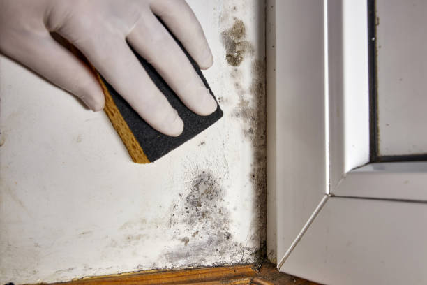 Best Forensic Mold Investigation  in Poinciana, FL
